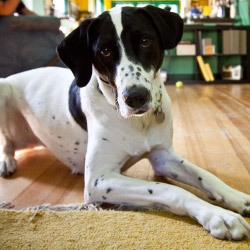 DogWatch of Southeast Ohio, Nashport, Ohio | Indoor Pet Boundaries Contact Us Image