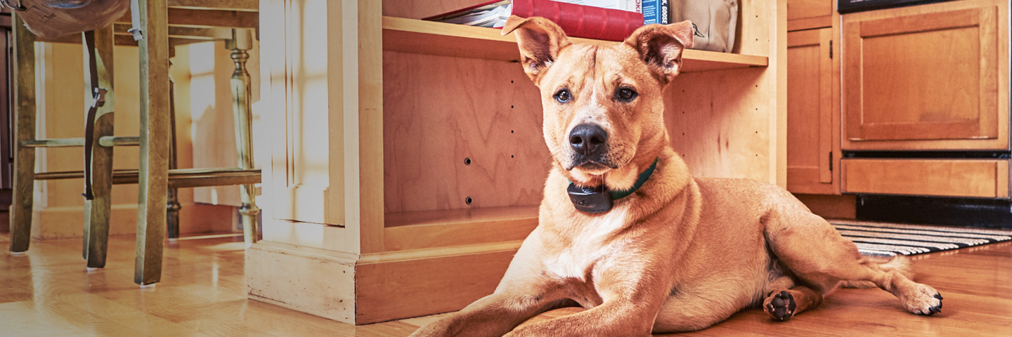DogWatch of Southeast Ohio, Nashport, Ohio | Indoor Pet Fences Slider Image