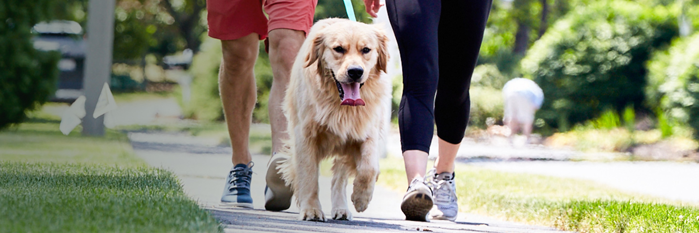 DogWatch of Southeast Ohio, Nashport, Ohio | SideWalker Leash Trainer Slider Image